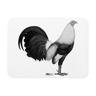 Ímã Pato De Cinza De Gamecock