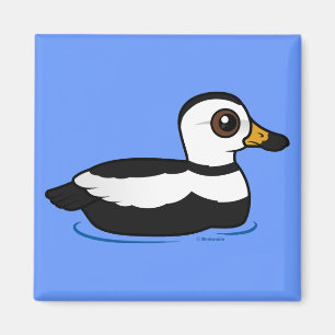 Imã Pato de Labrador (natação)