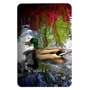 Ímã Pato de Mallard
