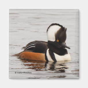 Imã Pato de Merganser Hooded Atormentante no Pond