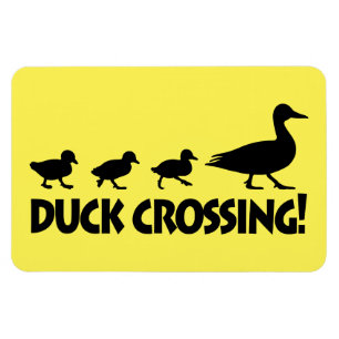 Ímã Pato e patinhos: Cruzamento do pato