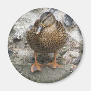 Imã Pato em uma parede
