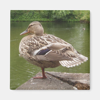 Imã Pato Magnet