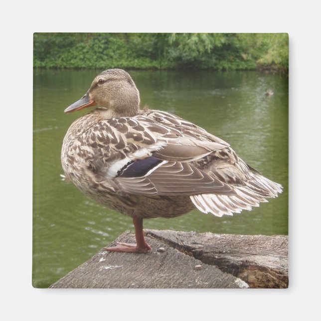 Imã Pato Magnet (Frente)