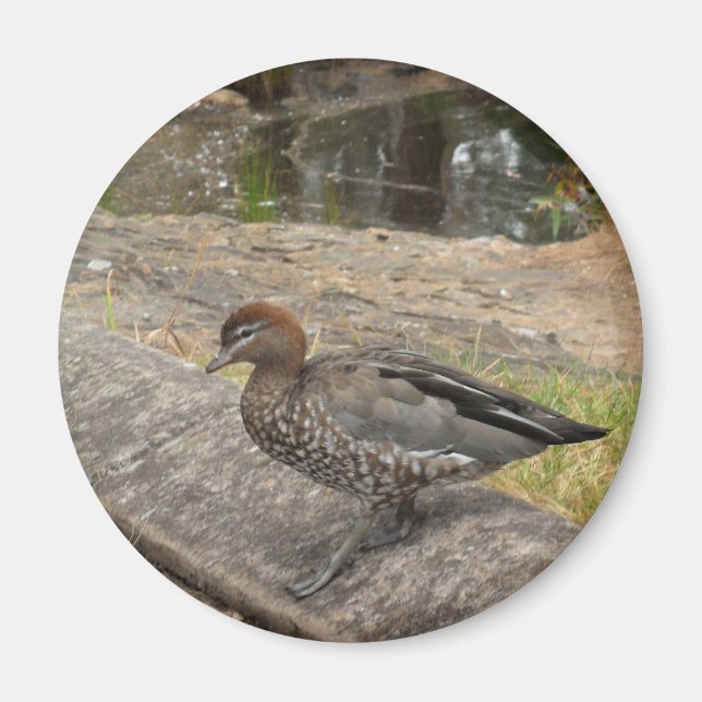 Imã Pato Magnet (Frente)