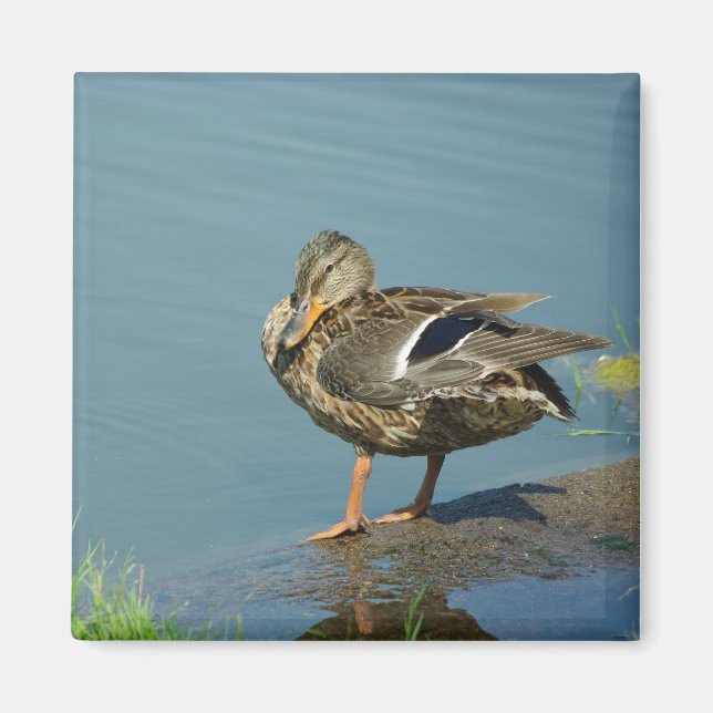 Imã Pato Magnet (Frente)