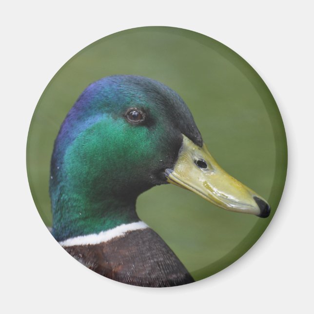 Imã Pato Male Mallard (Frente)