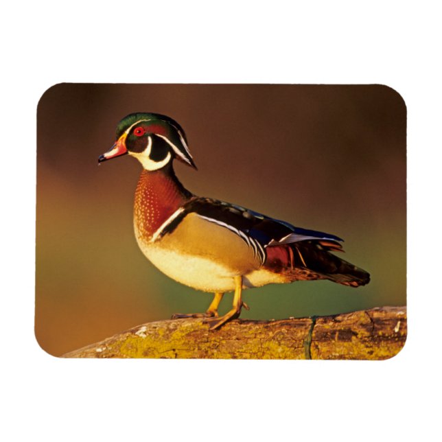 Ímã Pato-mandarim macho, Illinois (Horizontal)