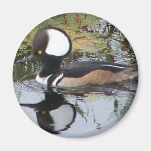 Imã Pato masculino do merganso