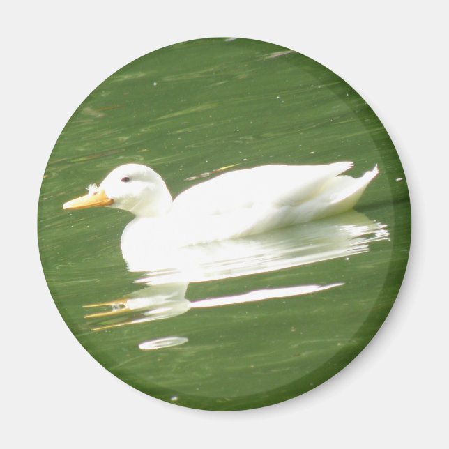 Imã Pato na água Magnet (Frente)