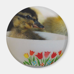 Imã Pato num Teacup 2
