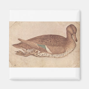 Imã Pato - Pisanello