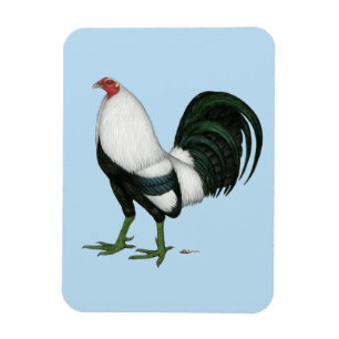 Ímã Pato Prateado de Gamecock