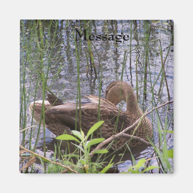 Imã Pato Preening nos Leeds (Frente)