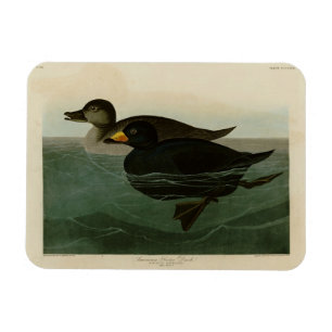 Ímã Pato Scoter Americano - Pássaros da América de Aud