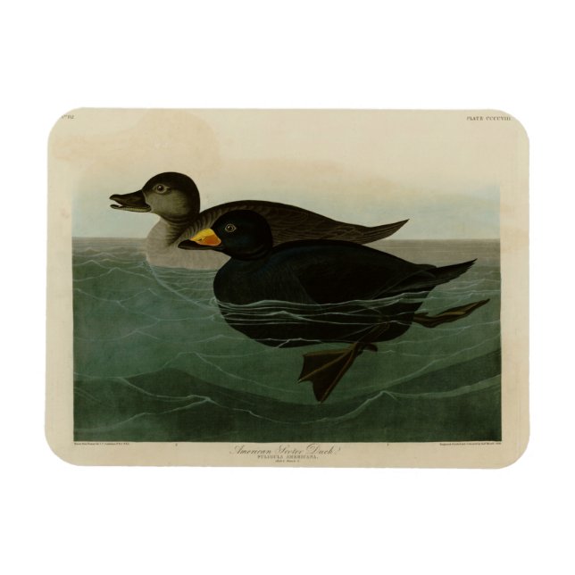 Ímã Pato Scoter Americano - Pássaros da América de Aud (Horizontal)