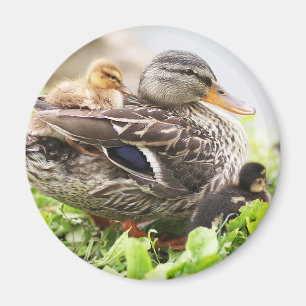 Imã Pato selvagem fêmea cercado por patinhos