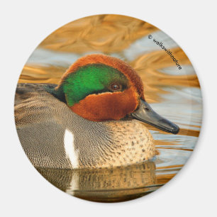 Imã Pato Verde-Voado considerável da cerceta na lagoa