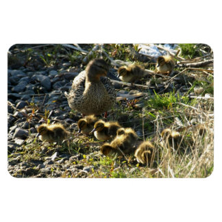 Ímã Patos adoráveis