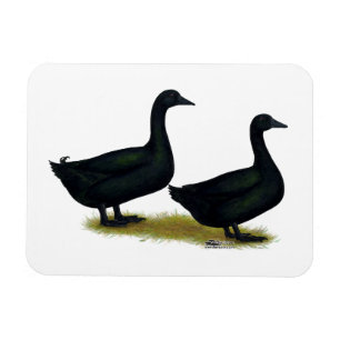 Ímã Patos: Black Cayugas