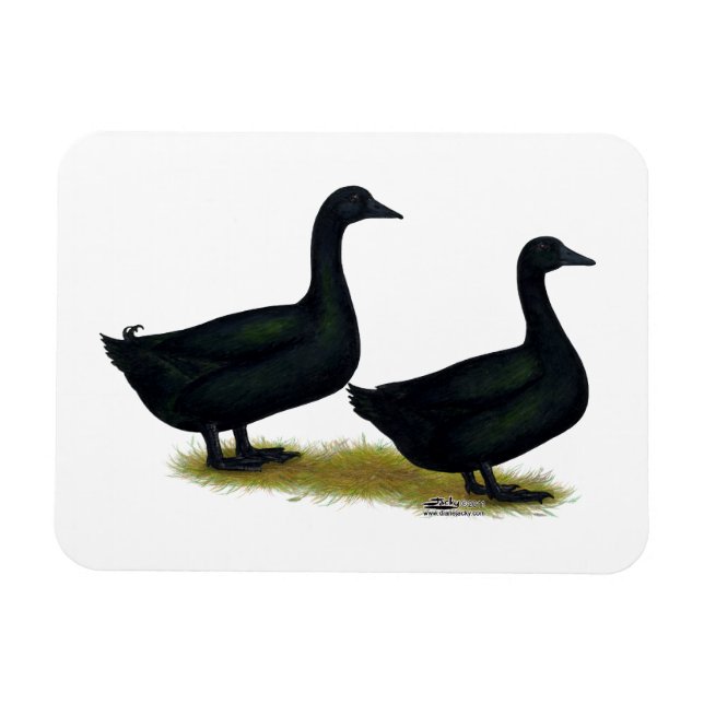 Ímã Patos:  Black Cayugas (Horizontal)