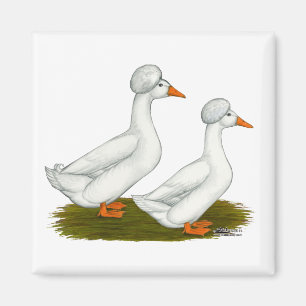 Imã Patos:  Branca Deitada