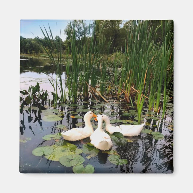 Imã Patos brancos clássicos num lago bonito (Frente)