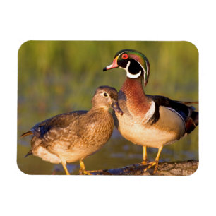Ímã Patos-carolinos e fêmea em tronco em área úmida