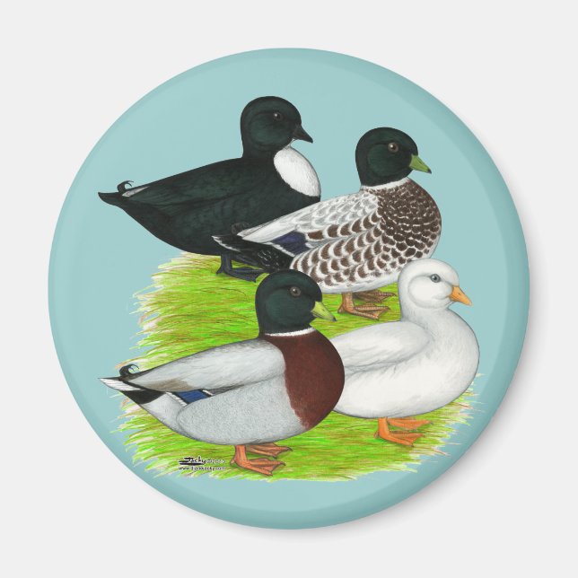 Imã Patos: Chame Quarteto (Frente)