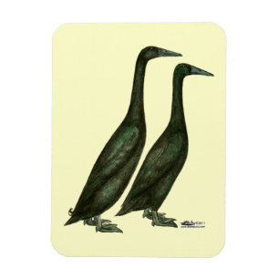 Ímã Patos-Corredor Negros