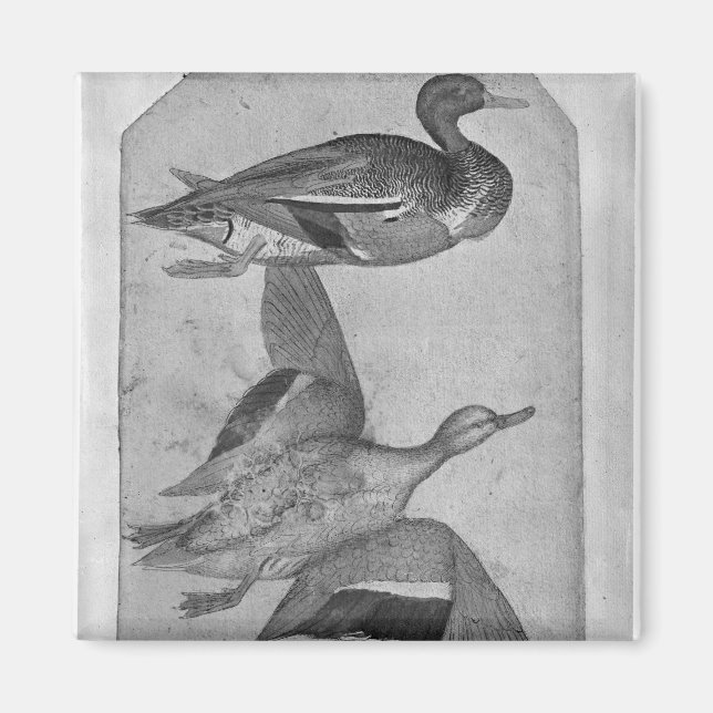 Imã Patos, do Álbum Vallardi (Frente)