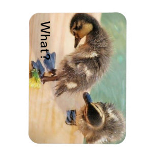Ímã Patos do bebê que olham que?