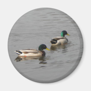 Imã Patos do pato selvagem
