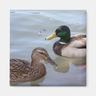 Imã Patos em um ímã da lagoa