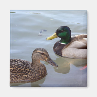 Imã Patos em um Magneta de Pond