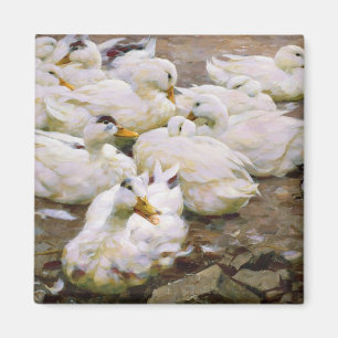 Imã Patos em uma lagoa