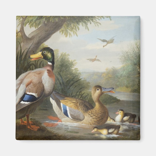Imã Patos na paisagem fluvial (Frente)