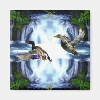 Imã Patos-reais