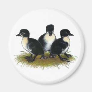 Imã Patos suecos pretos