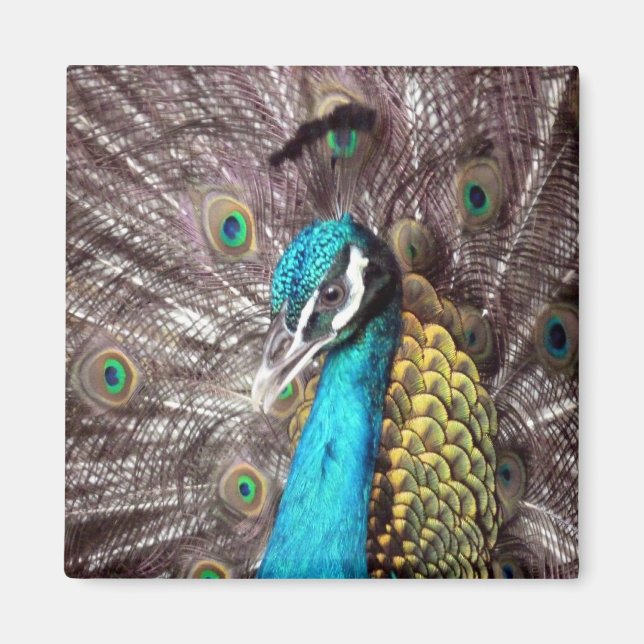 Imã pavão (Frente)