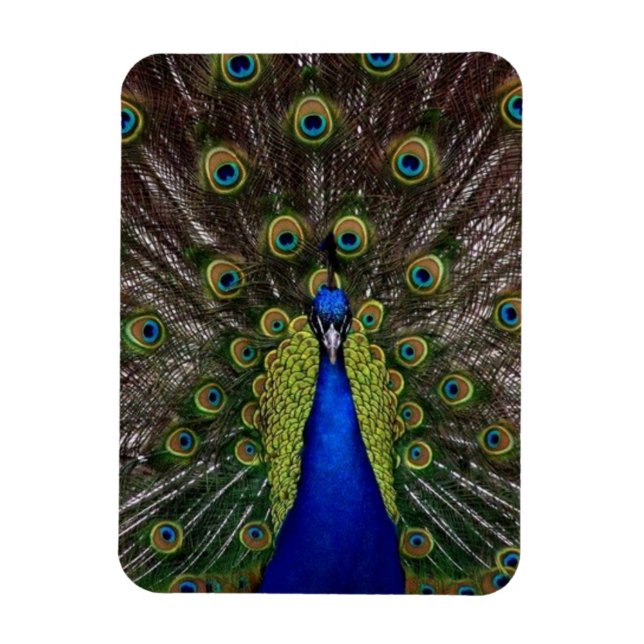 Ímã Pavão (Vertical)