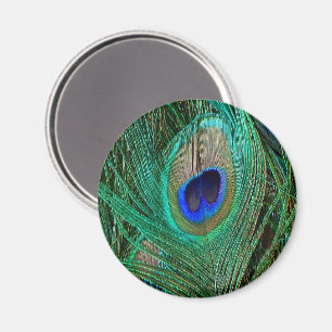 Imã Pavão Azul