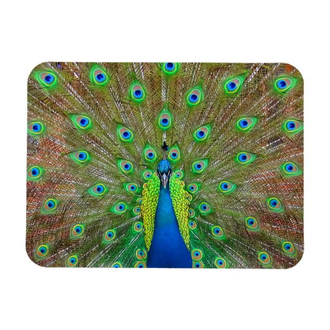 Ímã Pavão Azul Nº 3 Magnet (Horizontal)