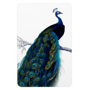 Ímã Pavão colorido elegante azul do vintage