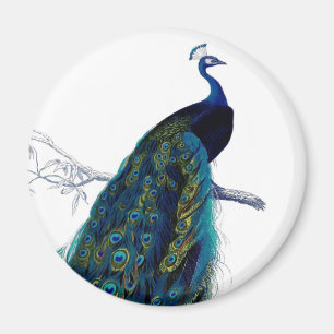 Imã Pavão colorido elegante azul do vintage