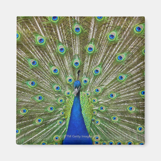 Imã Pavão com as penas (Frente)