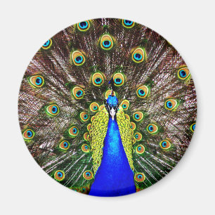 Imã Pavão de Magestic