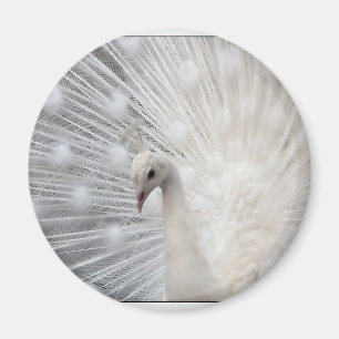 Imã Pavão do albino