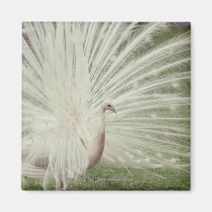 Imã Pavão do albino