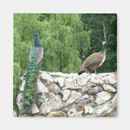 Imã Pavão - Jardim 5,1 Cm - Magneta Quadrada